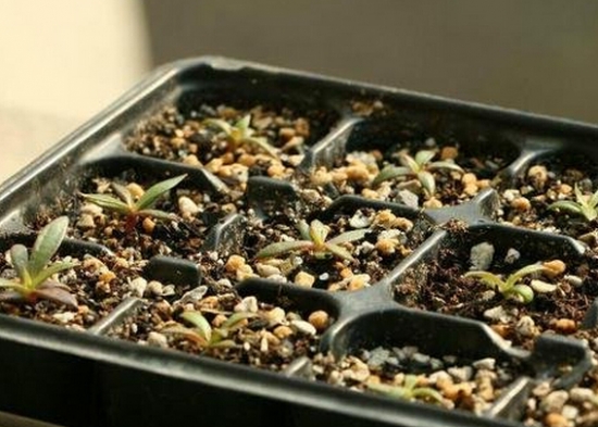 露薇花从播种到开花全过程展示（附图）