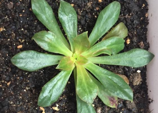 露薇花从播种到开花全过程展示（附图）