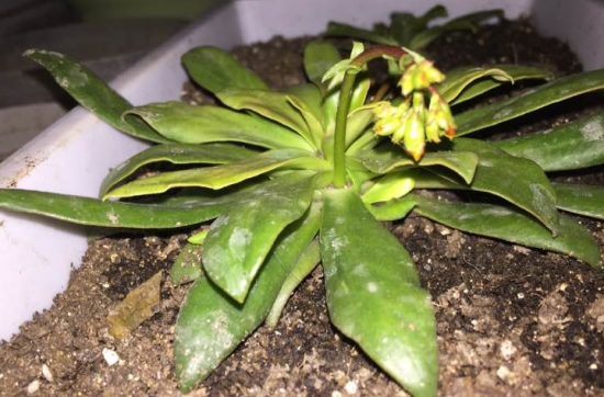 露薇花从播种到开花全过程展示（附图）