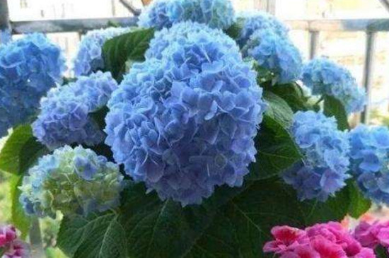 养花散射光的标准