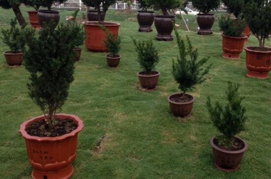 水杉盆景养殖办法