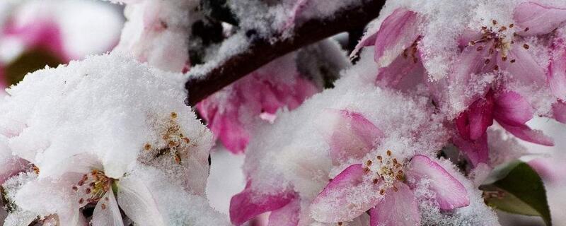 冬季鲜花养护的办法