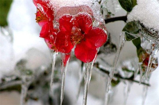 冬季鲜花养护的办法