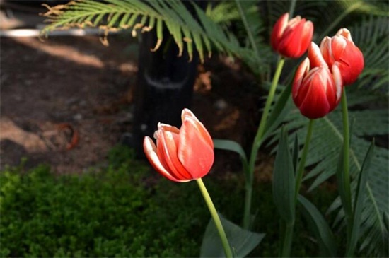 冬季如何避免花冻死,五个办法让花越冬