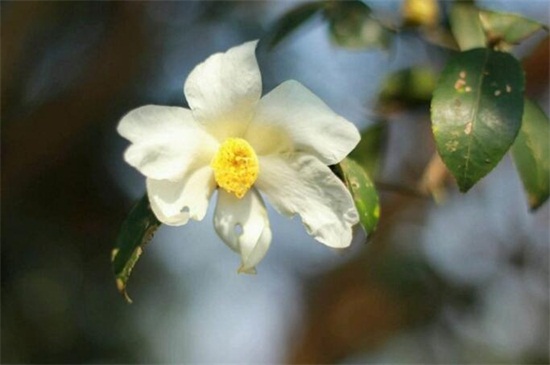 冬季如何避免花冻死,五个办法让花越冬