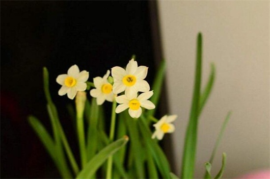 冬季如何避免花冻死,五个办法让花越冬