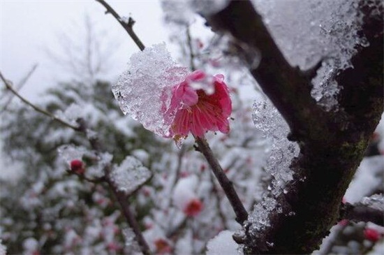 冬季如何避免花冻死，五个办法让花越冬