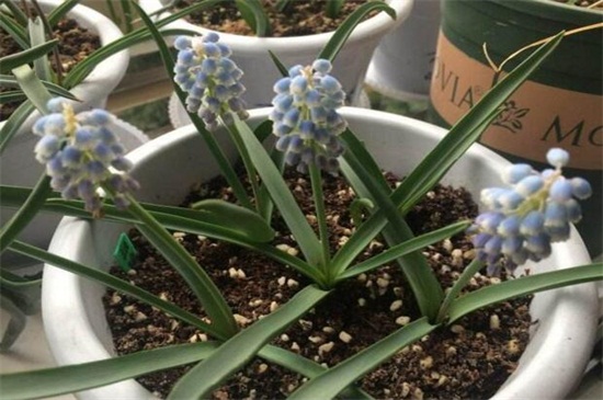 冬季如何避免花冻死,五个办法让花越冬