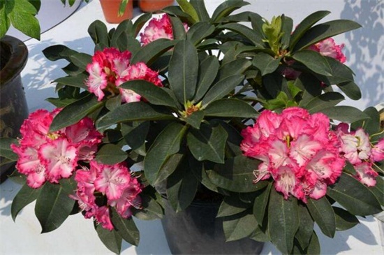 冬季如何养花不会死，六个要点教你养花