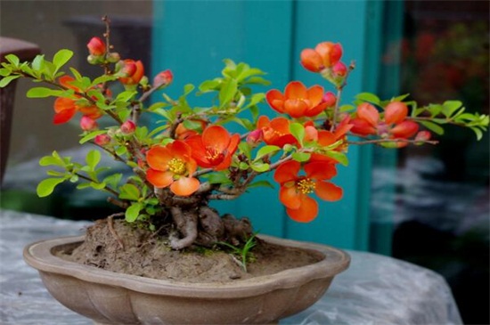 冬季如何养花不会死，六个要点教你养花