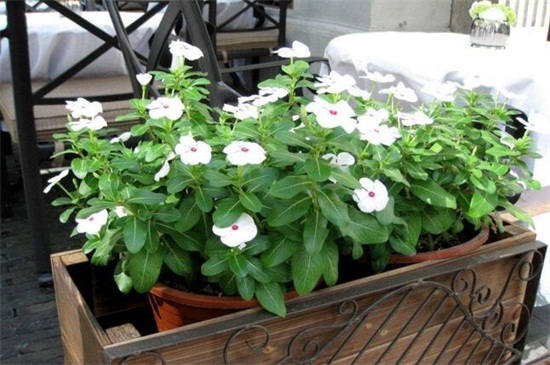 冬季如何养花不会死，六个要点教你养花