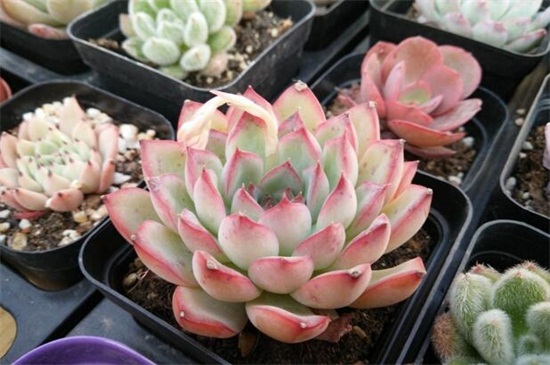 冬季如何养花不会死，六个要点教你养花