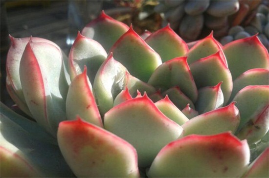 冬季如何养花不会死，六个要点教你养花