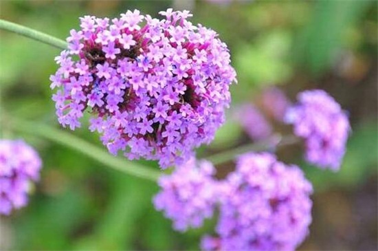 马鞭草的种植办法，六个步骤种好马鞭草