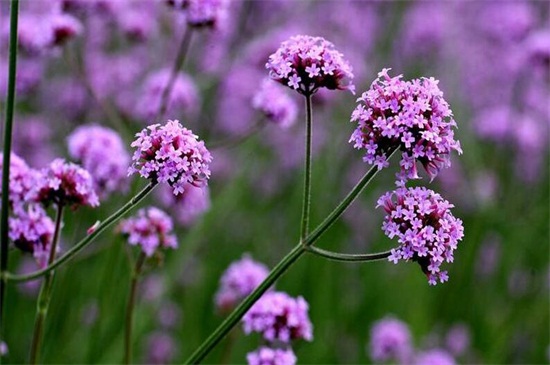马鞭草的种植办法，六个步骤种好马鞭草
