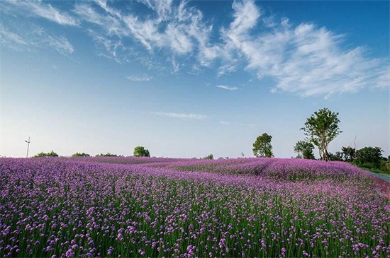 马鞭草的种植办法，六个步骤种好马鞭草