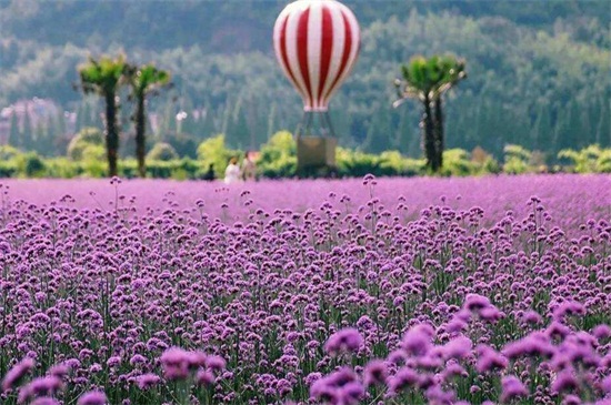 马鞭草的种植办法，六个步骤种好马鞭草