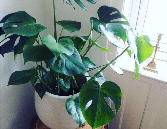 卧室放什么植物最好,龟背竹净化空气还能添福添寿和招财