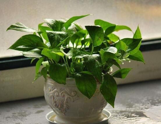 卧室放什么植物最好,龟背竹净化空气还能添福添寿和招财