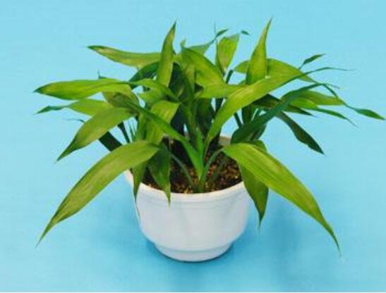卧室放什么植物最好,龟背竹净化空气还能添福添寿和招财