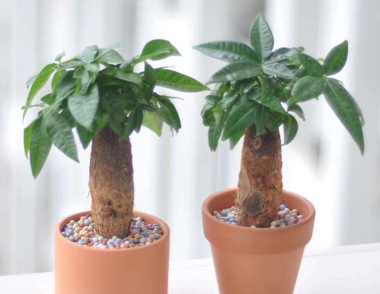 卧室放什么植物最好,龟背竹净化空气还能添福添寿和招财