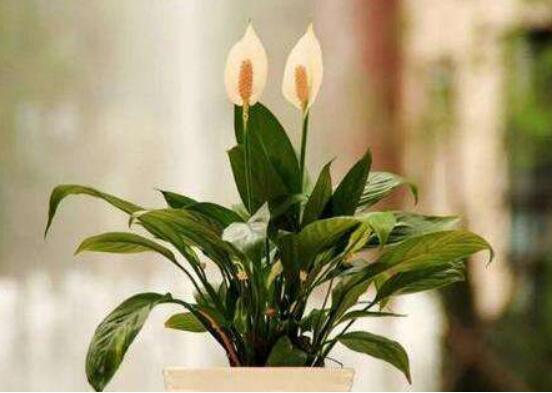 卧室放什么植物最好,龟背竹净化空气还能添福添寿和招财