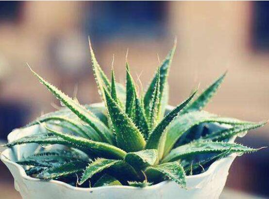 卧室放什么植物最好,龟背竹净化空气还能添福添寿和招财