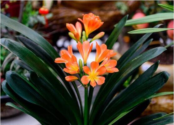 卧室放什么植物最好,龟背竹净化空气还能添福添寿和招财