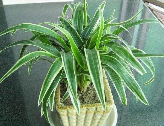 卧室放什么植物最好,龟背竹净化空气还能添福添寿和招财