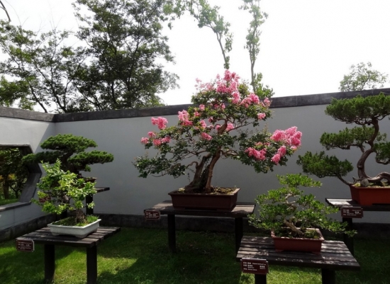 盆景越冬的办法 盆景越冬的办法