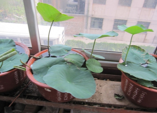 室内盆栽 盆景越冬的办法