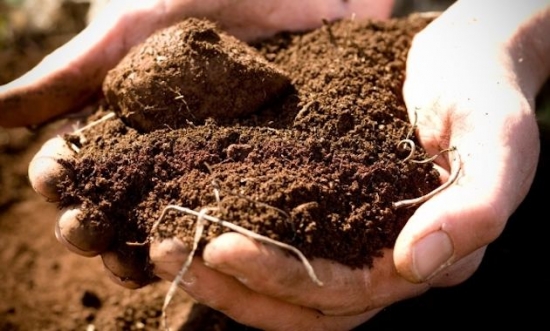 养花用什么土：不同的花要配不同属性的土壤
