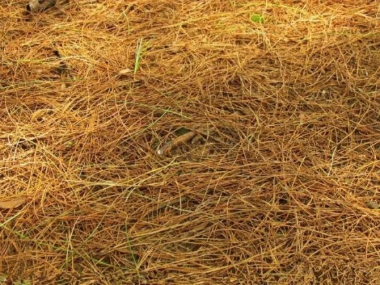 养花用什么土：不同的花要配不同属性的土壤