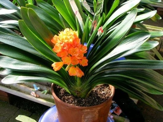 养花用什么土：不同的花要配不同属性的土壤