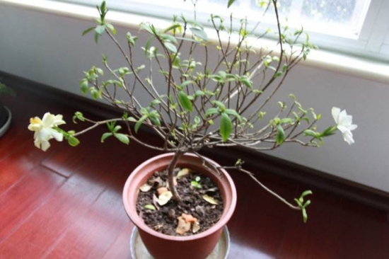 养花用什么土：不同的花要配不同属性的土壤