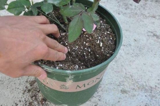 养花用什么土：不同的花要配不同属性的土壤