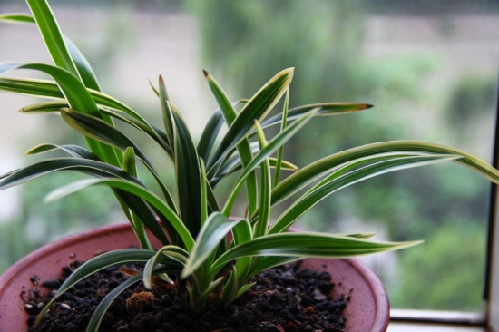 养花用什么土：不同的花要配不同属性的土壤