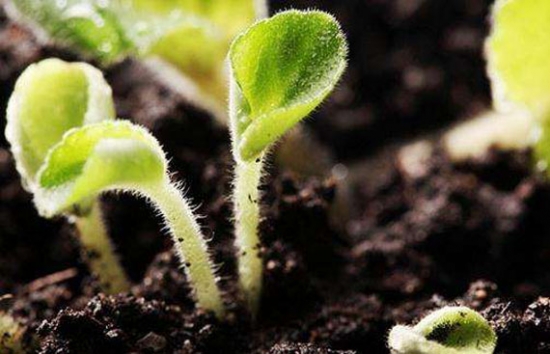 养花用什么土：不同的花要配不同属性的土壤