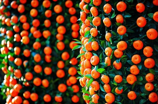 春节家里摆什么花最好：年花的种类有哪些