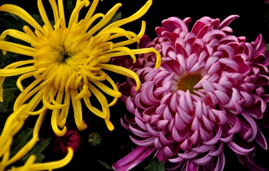 春节家里摆什么花最好：年花的种类有哪些