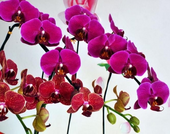 春节家里摆什么花最好：年花的种类有哪些