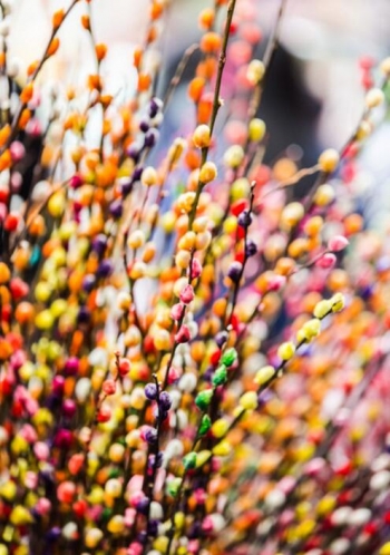 春节家里摆什么花最好：年花的种类有哪些