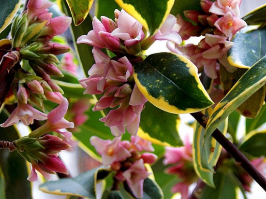 春节家里摆什么花最好：年花的种类有哪些