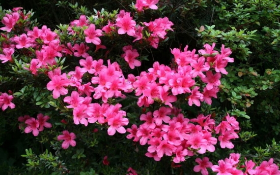 春节家里摆什么花最好：年花的种类有哪些