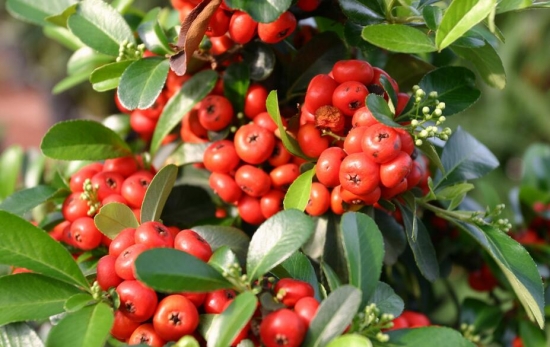 春节家里摆什么花最好：年花的种类有哪些