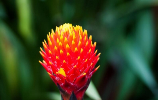 春节家里摆什么花最好：年花的种类有哪些