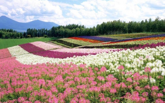 一年四季都开花的植物 盘点那些一年四季都开花的植物