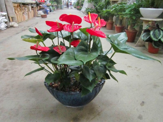 一年四季都开花的植物 盘点那些一年四季都开花的植物