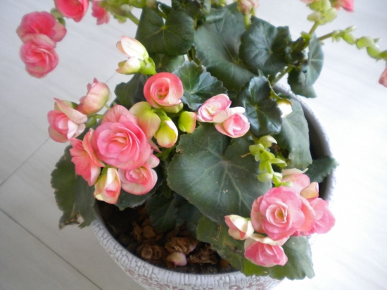 一年四季都开花的植物 盘点那些一年四季都开花的植物