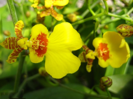一年四季都开花的植物 盘点那些一年四季都开花的植物